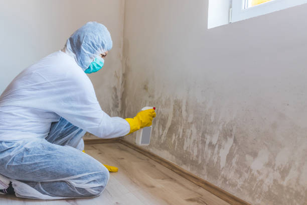 Licensed Commercial Mold Remediation service in Shelbyville, MI - WQB Mold Removal